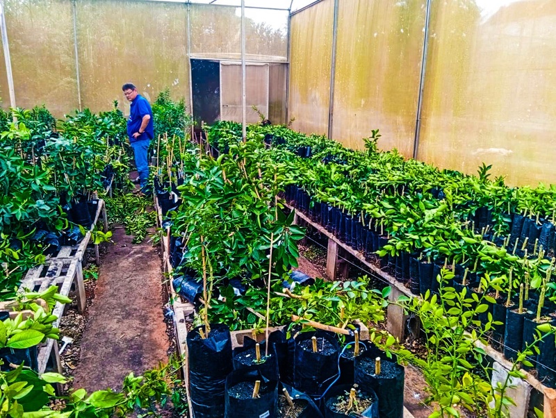 Citricultura – Ação no Departamento de Avaré constata viveiro de mudas cítricas em situação irregular e mais de 6000 mudas são retiradas de circulação